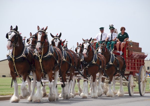 clydesdales-2016